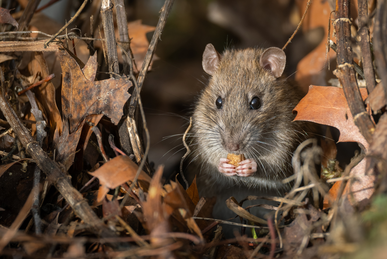 Brown rat (Rattus norvegicus) eating a piece of bread.