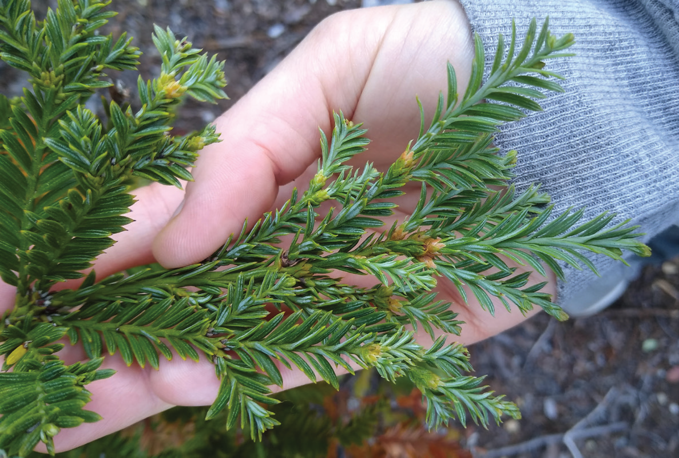 Exploring Redwood Genomic Complexity Through Custom NGS Panels