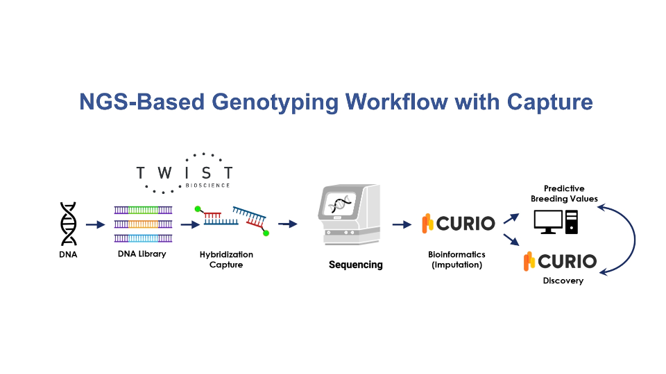 Curio Twist workflows