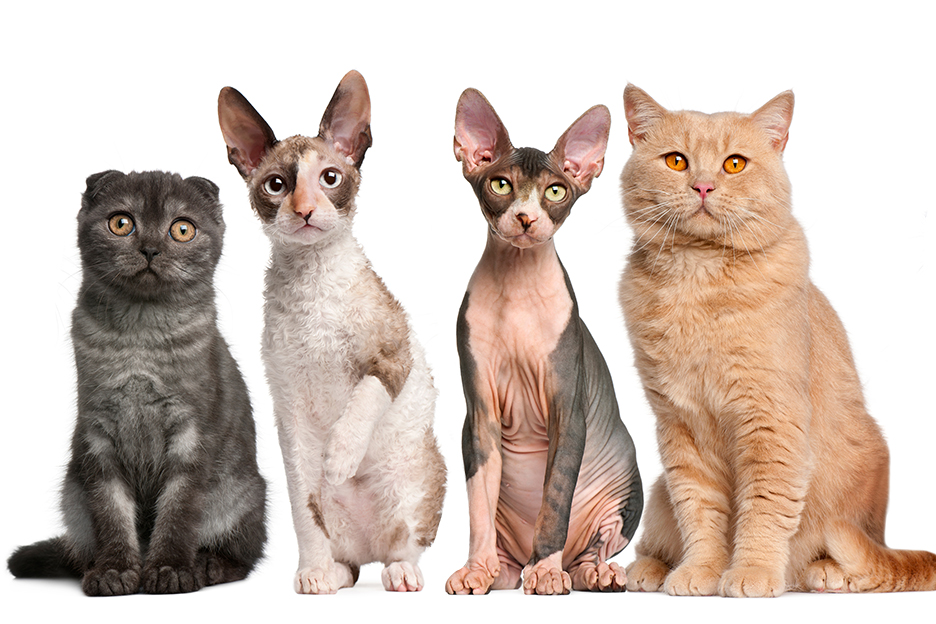 Group of cats sitting in front of white background