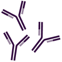 Antibody Services