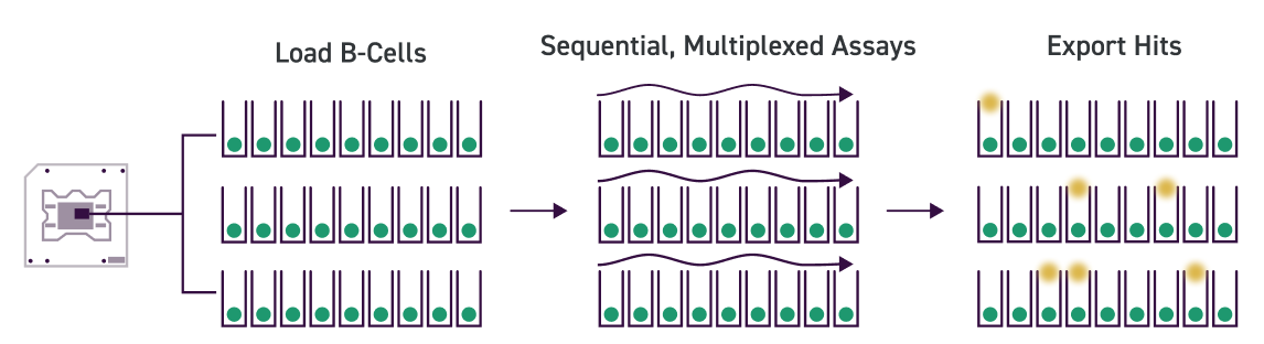 B Cell Screening