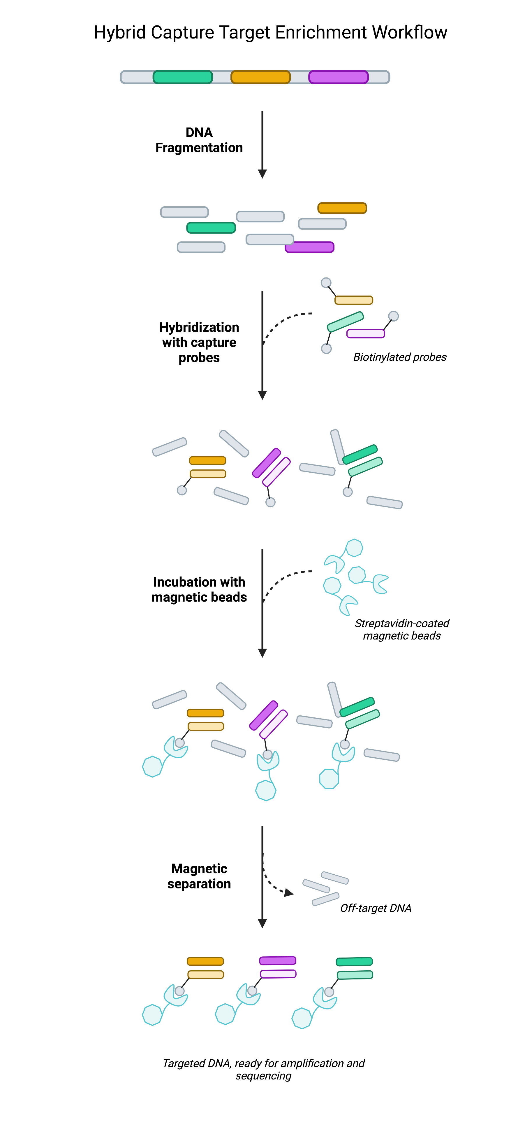 Hybridization-based Target Capture for NGS Cartoon showing the workflow for NGS Target Capture with hybridization probes.