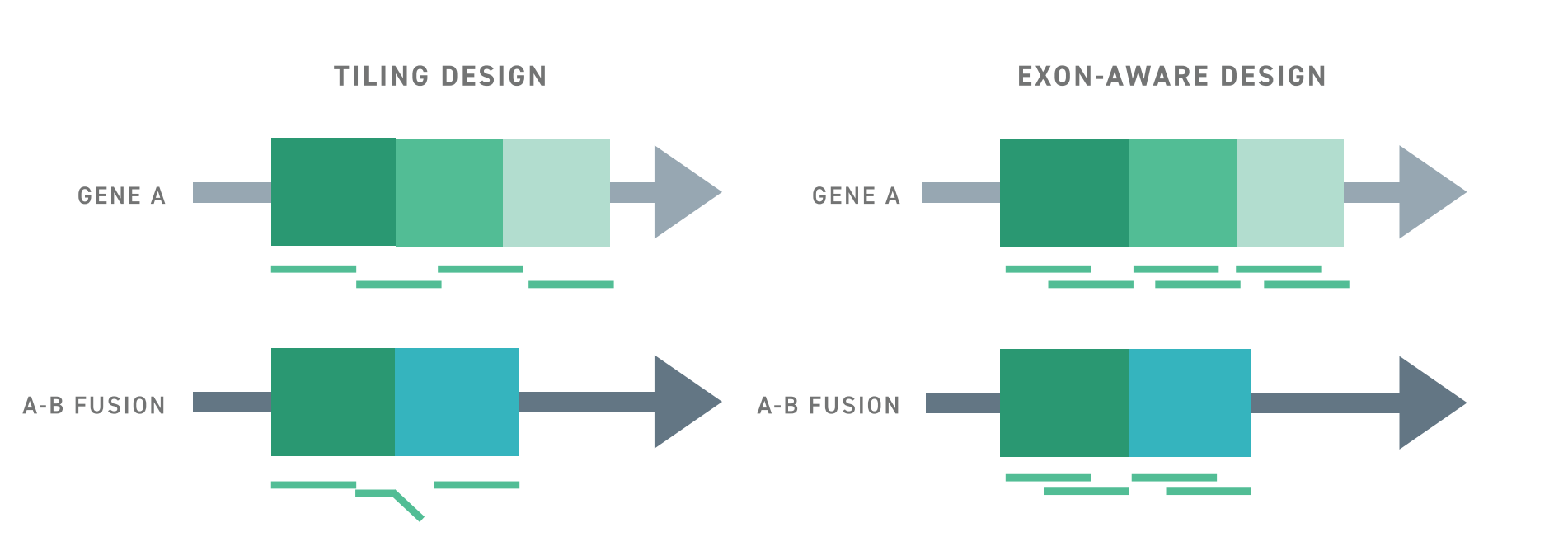 Twist Exon Aware Tiling Design Cartoon showing how Twist's exon aware probe design positions capture probes within the bounds of exons, relative to other designs that place capture probes in exon-spanning junctinos.
