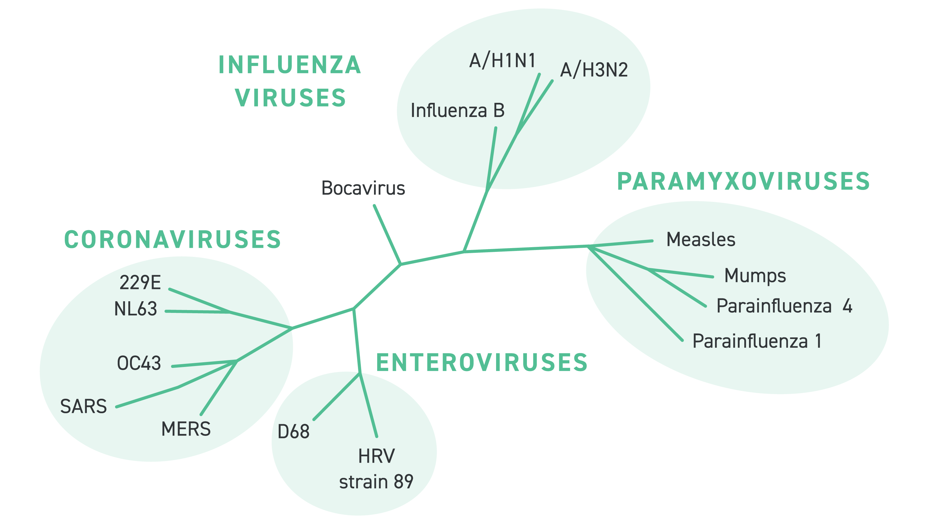 Respiratory virus research panel coverage map showing detection of influenza viruses, coronaviruses, enteroviruses, and paramyxoviruses for targeted viral sequencing applications.