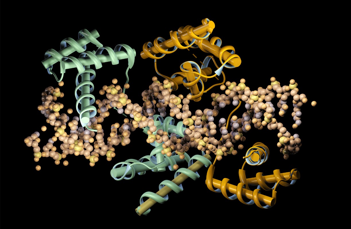 Ribon model showing an unspecified transcription factor binding to DNA